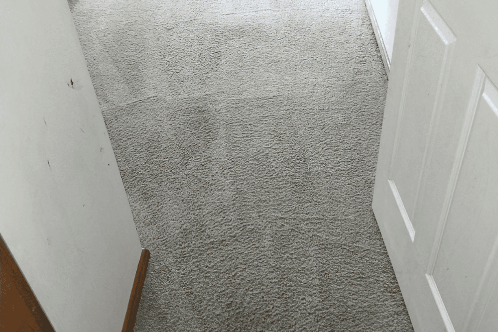 Freshly cleaned carpet